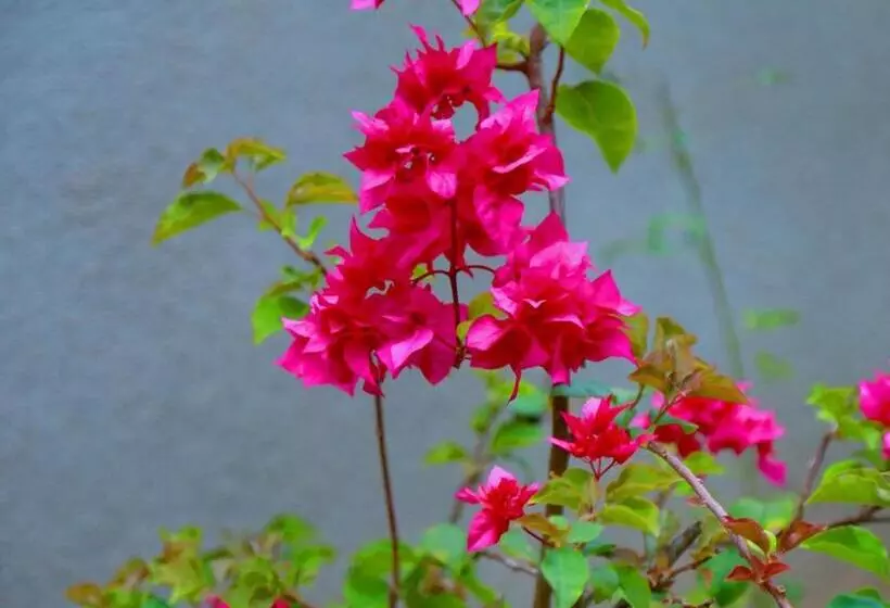 پانسیون Siluni Homes