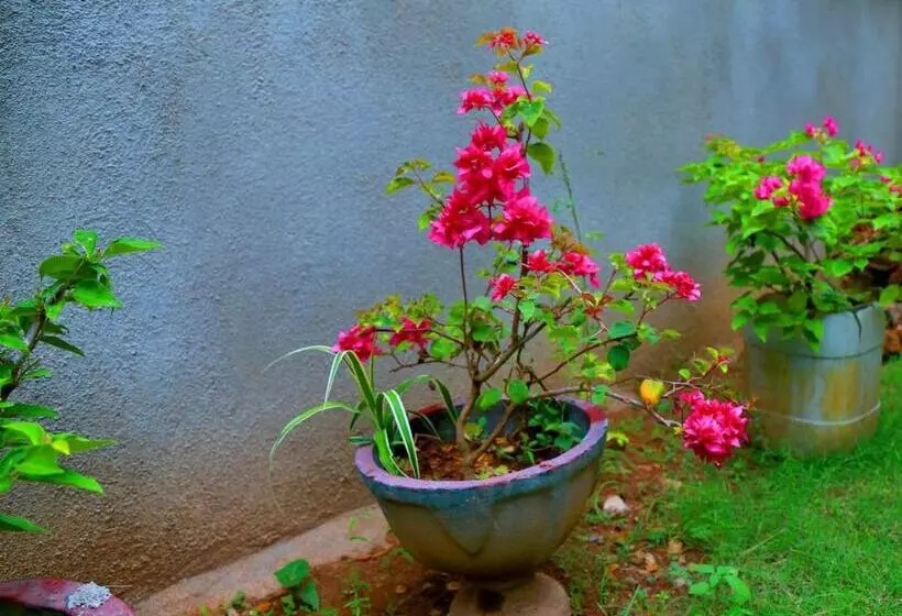 پانسیون Siluni Homes