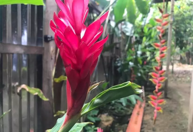 ペンション Ayahuaska Backpackers House  Casa Completa En Alquiler