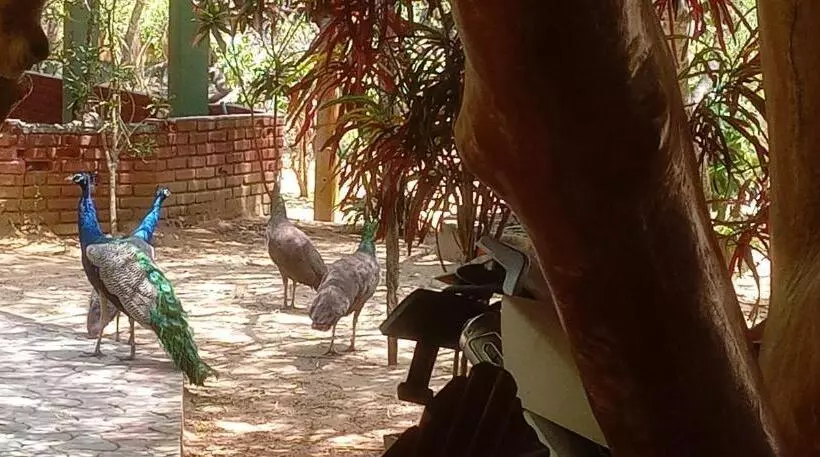 Majatalo Suduweli Beauties Of Nature   Yala