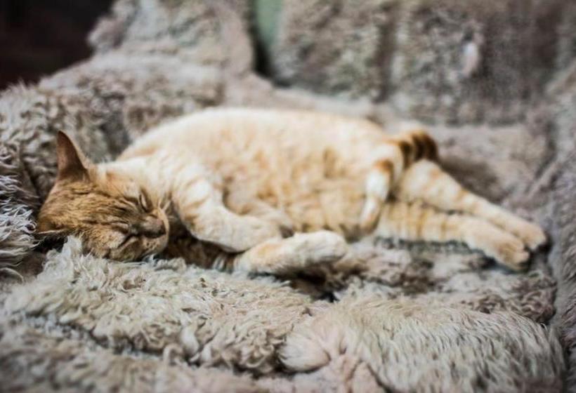 Pansiyon Guest House Mielaloe