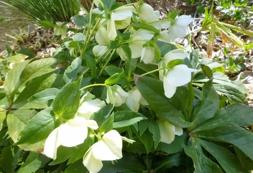 Pension Flora