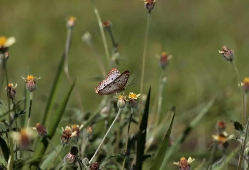 ユースホステル Hospedagem Fazenda Nova América