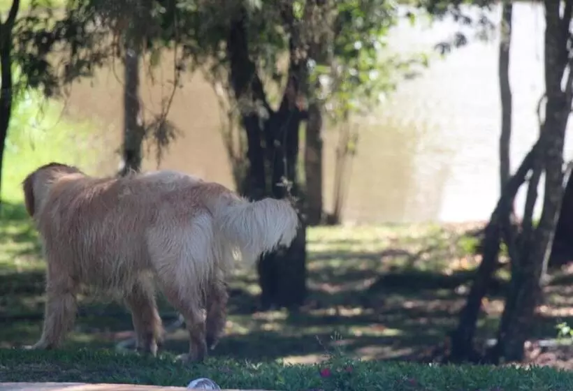 ユースホステル Hospedagem Fazenda Nova América