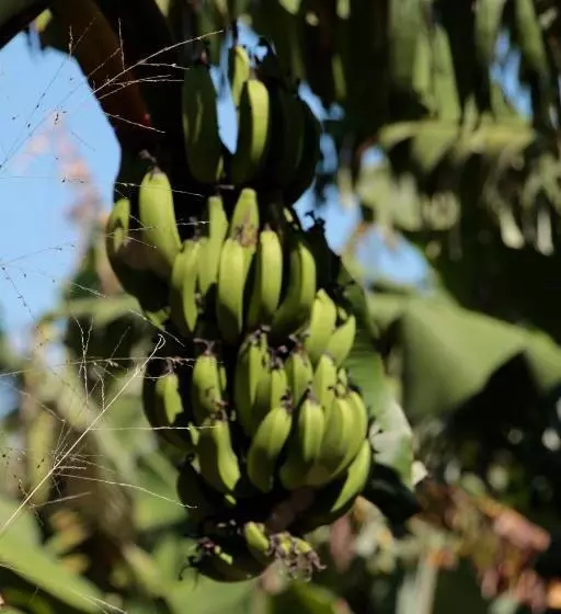 ユースホステル Hospedagem Fazenda Nova América