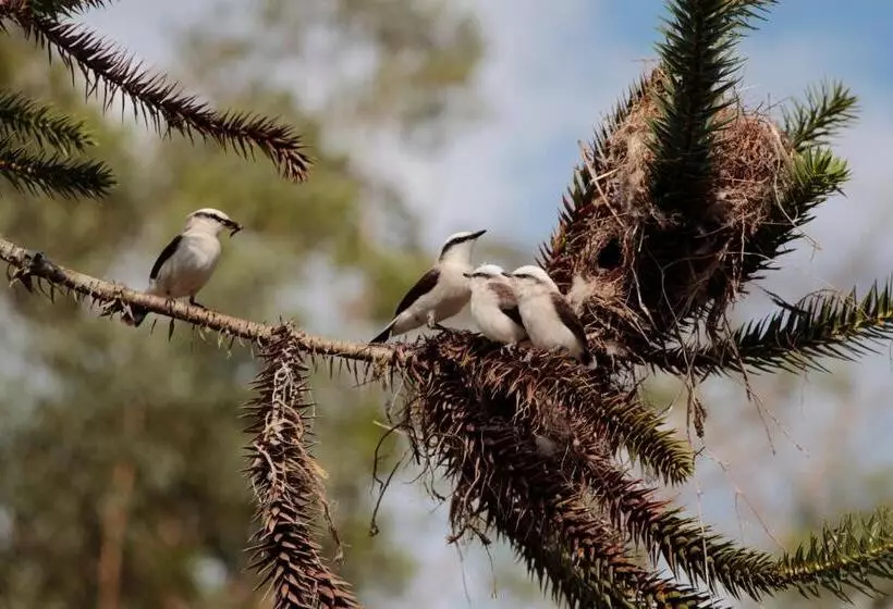 ユースホステル Hospedagem Fazenda Nova América