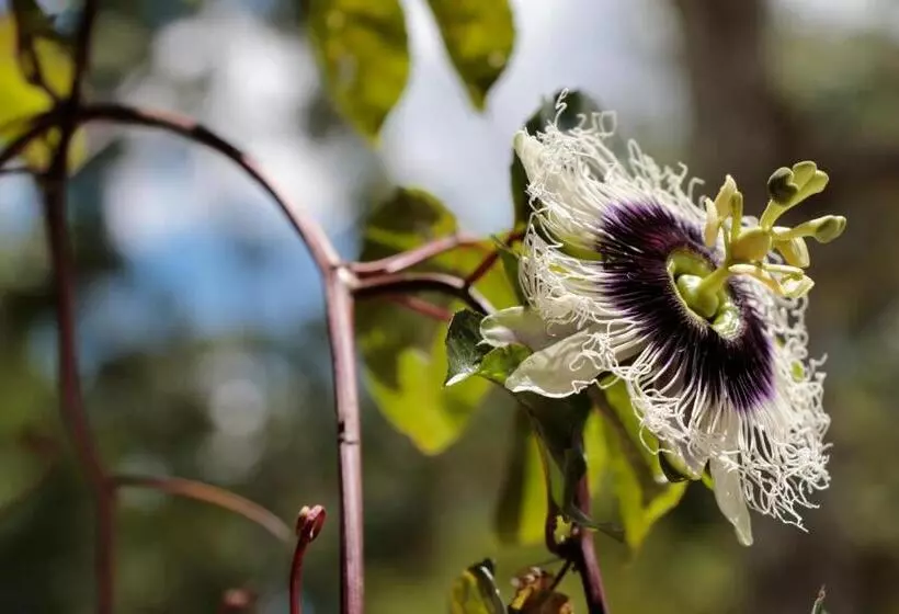 ユースホステル Hospedagem Fazenda Nova América