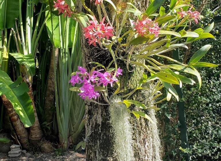 پانسیون Orchid Cottage