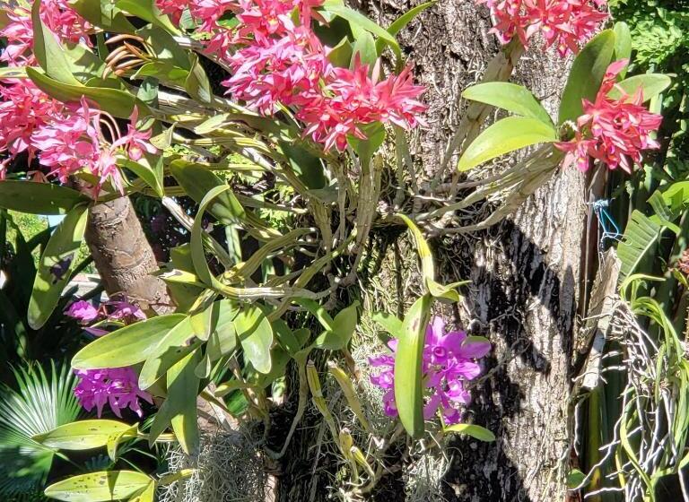 پانسیون Orchid Cottage