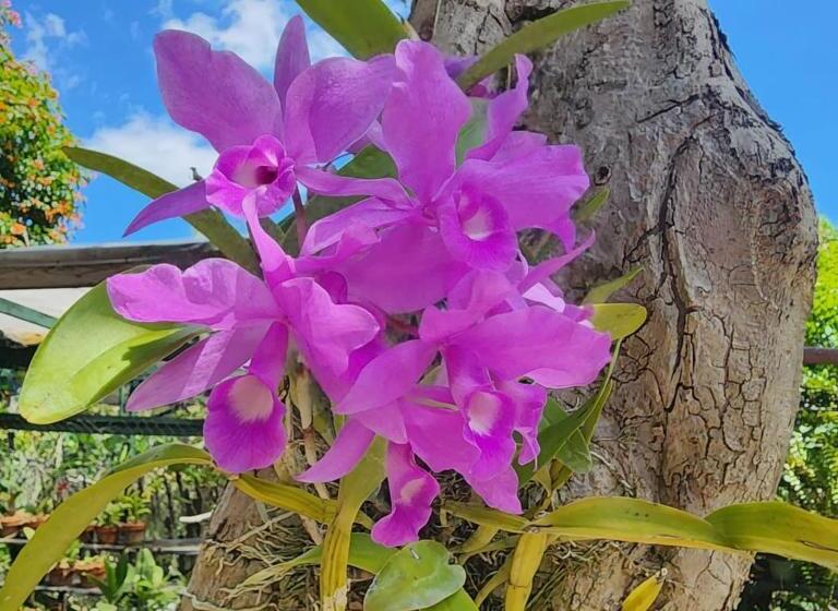 پانسیون Orchid Cottage