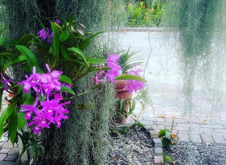 پانسیون Orchid Cottage