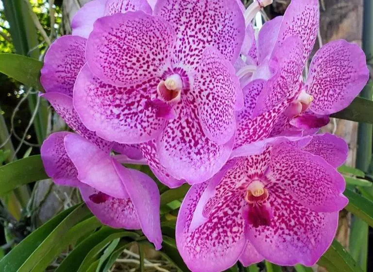 پانسیون Orchid Cottage