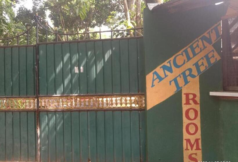 Pansiyon Ancient Tree