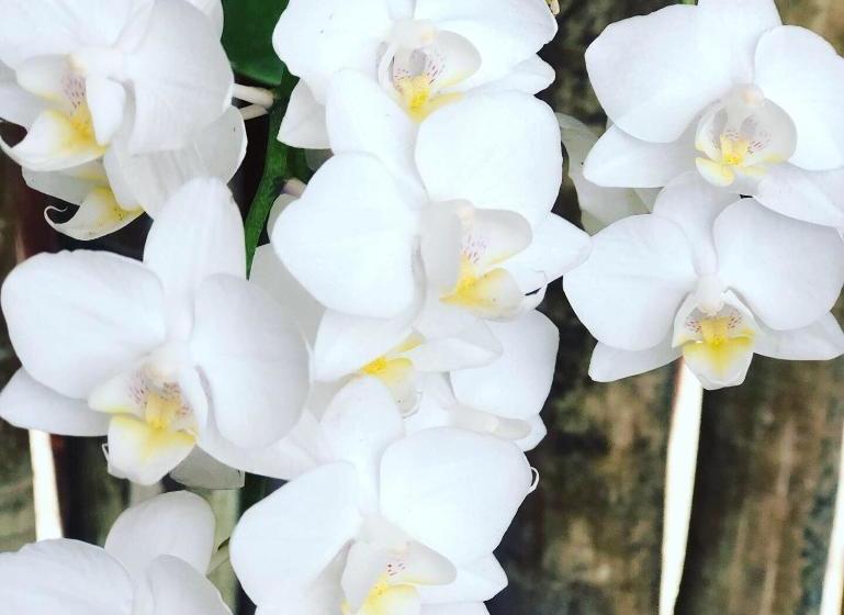 پانسیون Orquídea Café