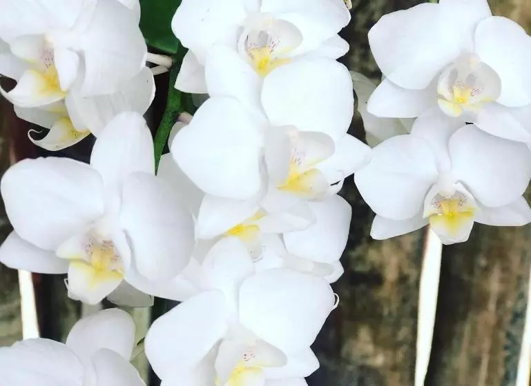 Majatalo Orquídea Café