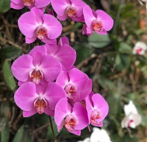 پانسیون Orquídea Café