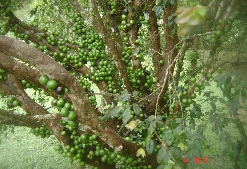 Majatalo Pousada Recanto Dos Pinheiros
