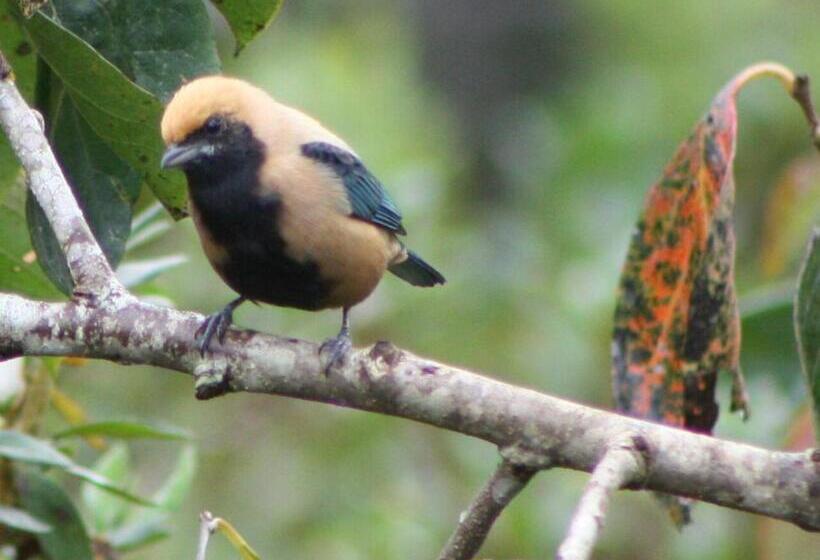 Pension (Hôtel basse catégorie) Pousada Recanto Dos Pinheiros