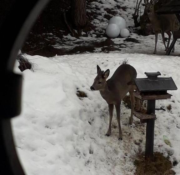 فندق صغير Frühstückspension Gasthof Gesslbauer