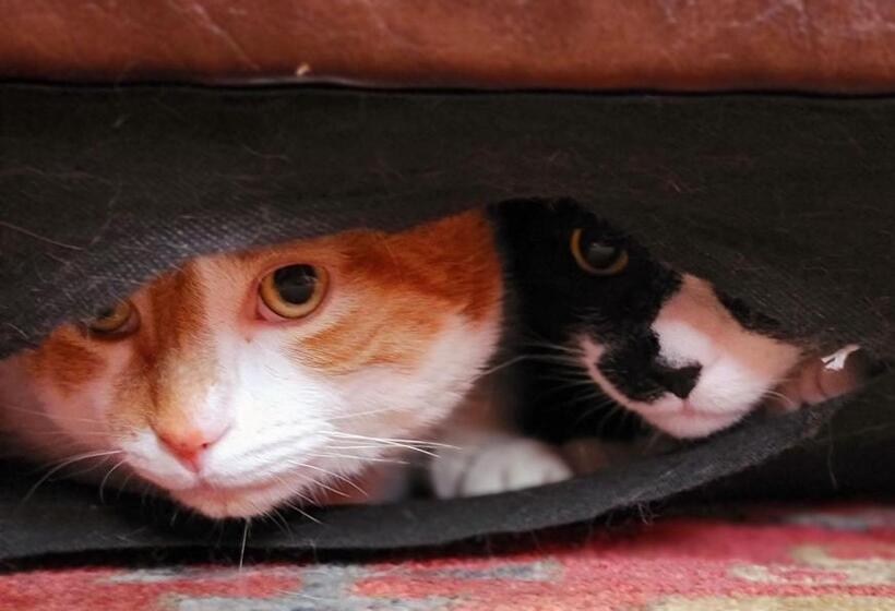 Общежитие Stepping Stone Inn