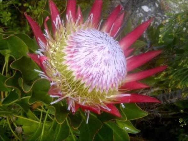 Пансион Avondsrus Guesthouse