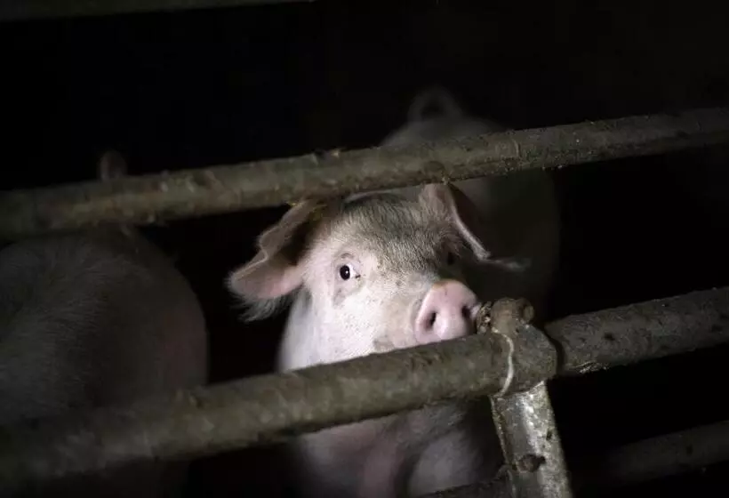 پانسیون Alpengasthof Karalm