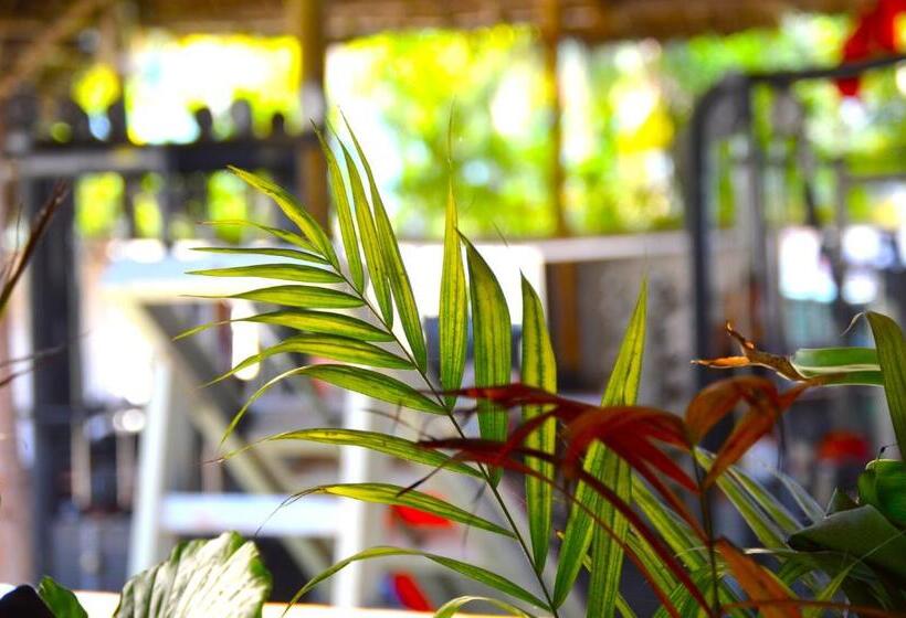 بنسيون New Jambo Bungalows