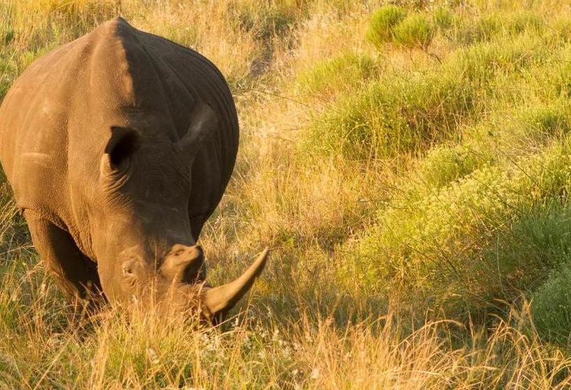 פנסיון African Ambience Guest House