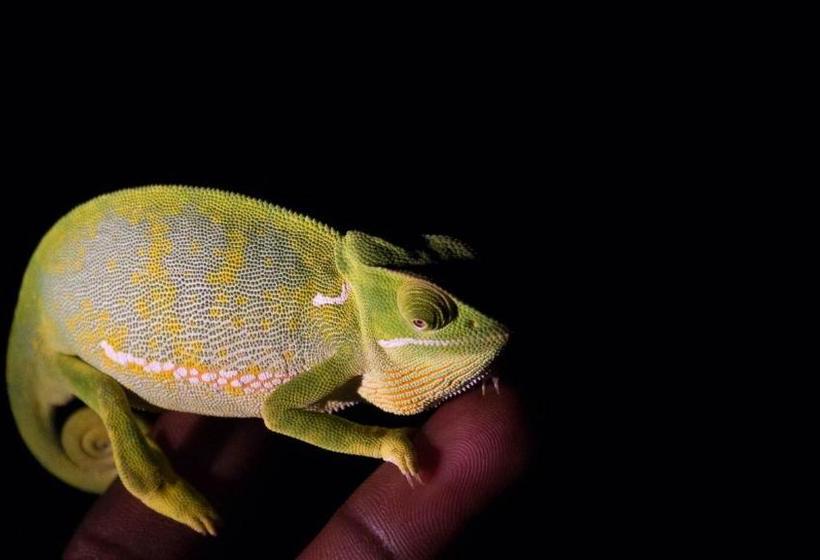 פנסיון African Ambience Guest House