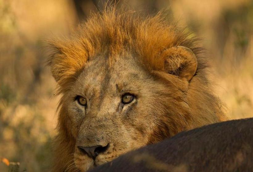 פנסיון African Ambience Guest House