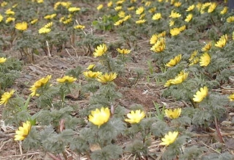 פנסיון Hot Spring Hakuba Symphony