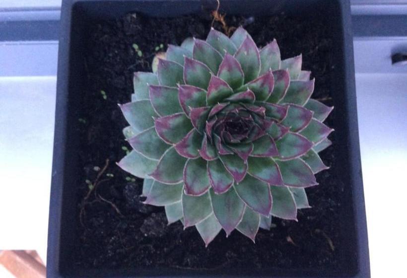 Пансион Gästehaus Auer Fritzi