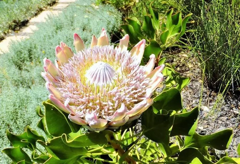 Majatalo Cape Valley Manor Guest House