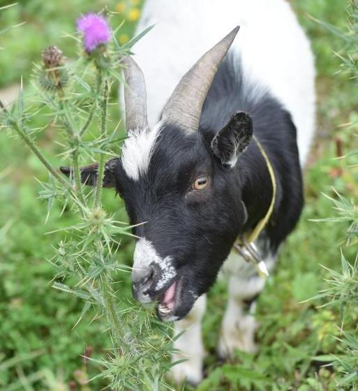 بنسيون Hiasl Stubn