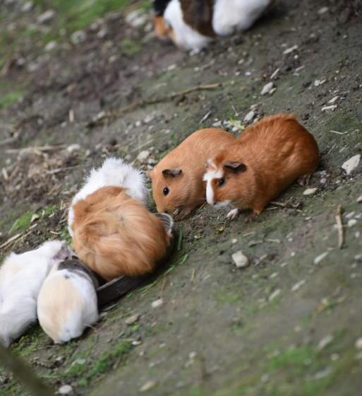 بنسيون Hiasl Stubn