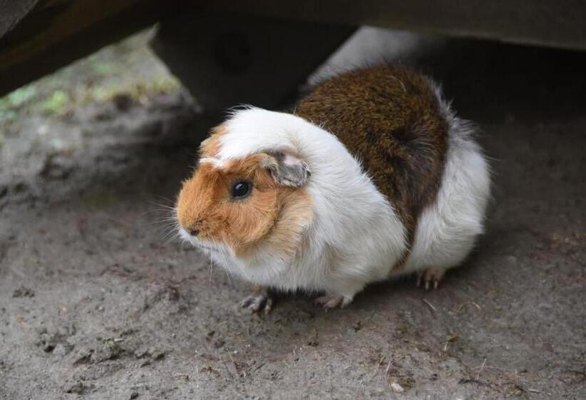 بنسيون Hiasl Stubn