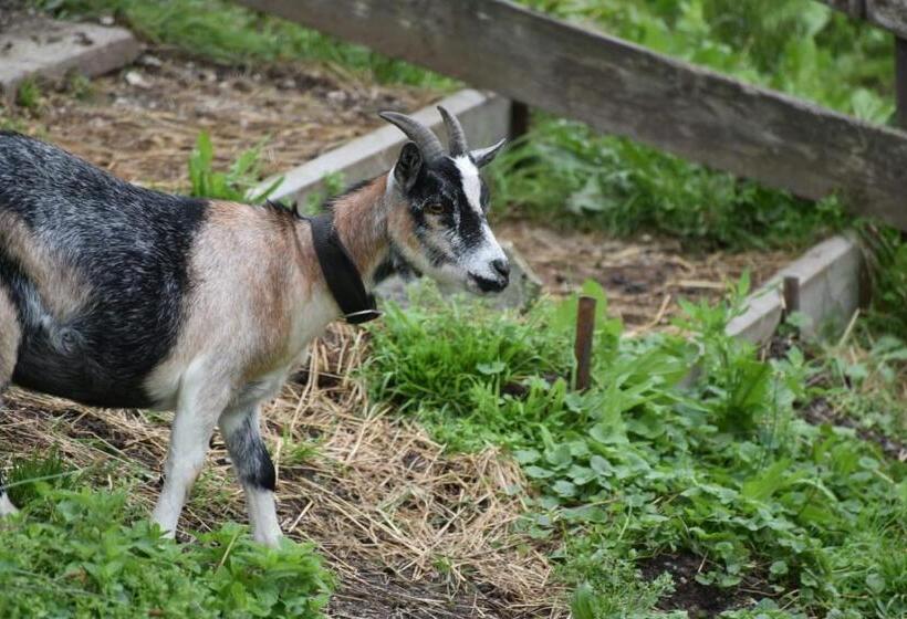 بنسيون Hiasl Stubn