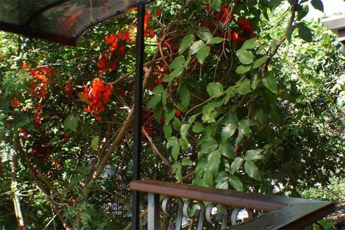 پانسیون Pousada Manobra