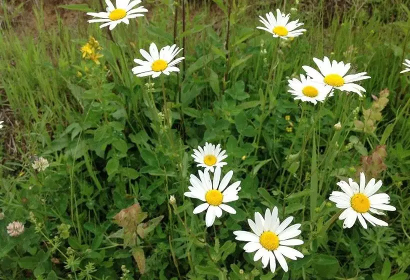 Majatalo Gästehaus Walpurga