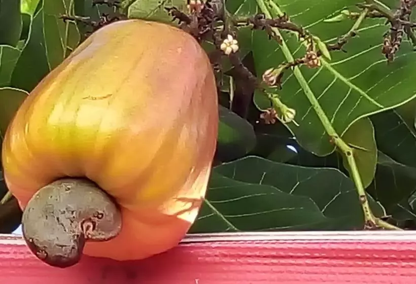 ペンション Pousada Encantos Da Atalaia