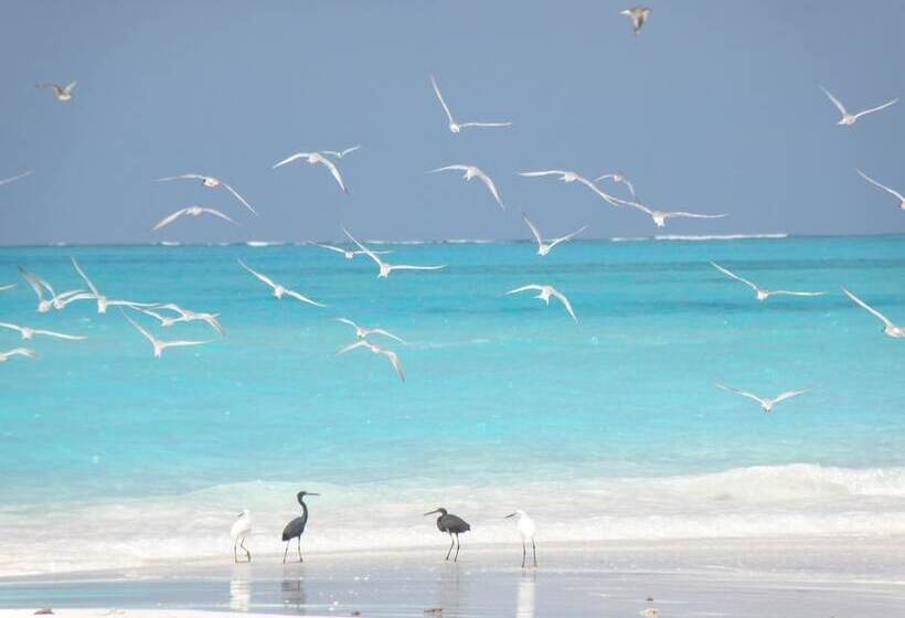 تختخواب و صبحانه Coral Cove Maldives
