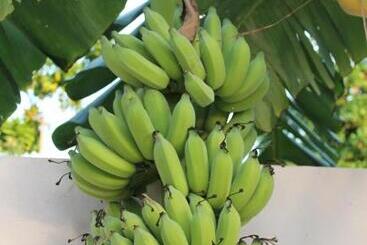 پانسیون Evila Inn Thoddoo