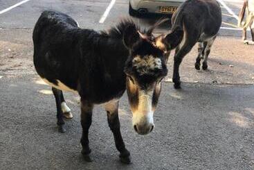 Bed and Breakfast The New Forest Inn