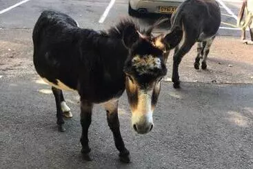 Bed and Breakfast The New Forest Inn