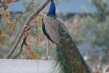 هتل Shahar Palace