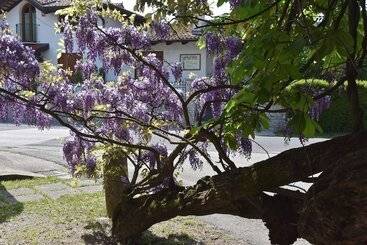 Al Vecchio Glicine Bed & Breakfast