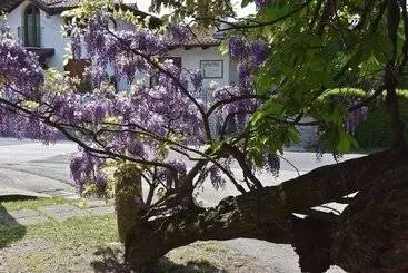 Al Vecchio Glicine   Bed & Breakfast