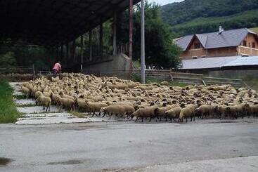 Pension Penzión Drieňovkou