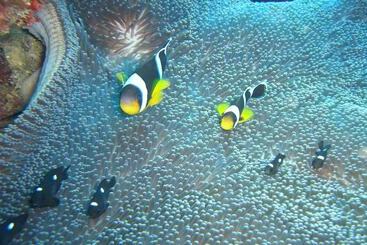 پانسیون Le Recif Guest House