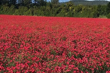 تختخواب و صبحانه Le Mas De La Sorgue